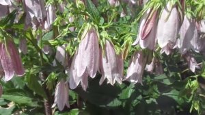 ЦВЕТЫ ДЛЯ ЗАНЯТЫХ ОГОРОДНИКОВ -  КОЛОКОЛЬЧИК ТОЧЕЧНЫЙ. Ольга Чернова.