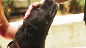 Пока собака мирно спала, ей подложили игрушечного тигра