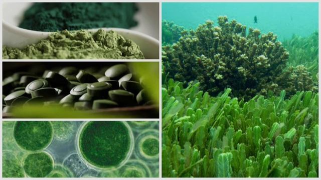 Health Benefits Of Chlorella