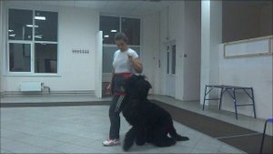 Русский черный терьер Ра. Занятие по дрессировке: команда Рядом (Fuss). Тольятти, 10 октября 2017.