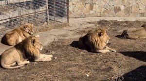 За королевой львы так и вьются) Тайган