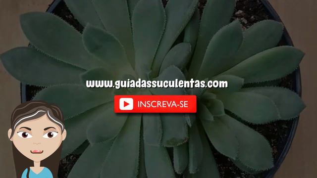 Echeveria Humberto Villa: Um Guia Desta Planta смотреть онлайн