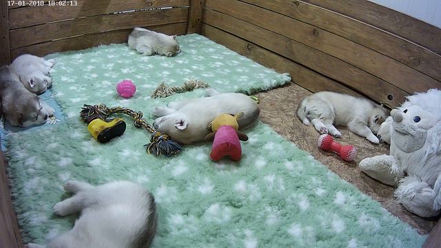 Хасята онлайн 17.01.2018 12:00 - 23:59 смотреть онлайн