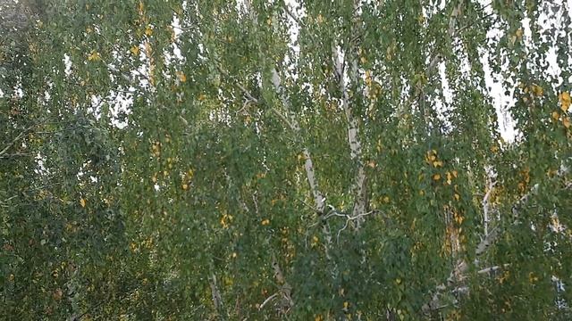 Собрали колоски и - Осенний декор своими руками. Autumn wreath on the door смотреть онлайн