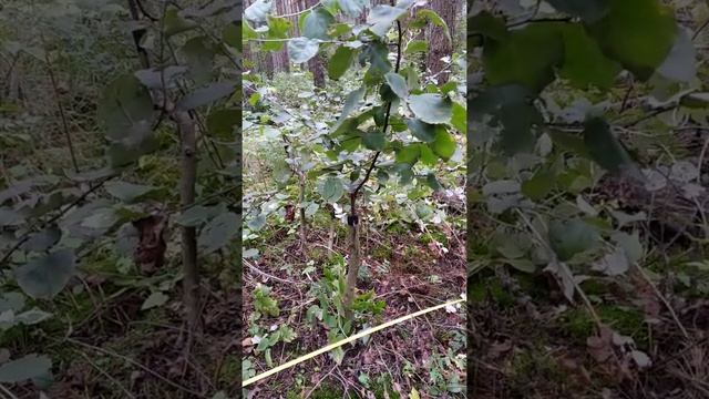 Прививка айвы на красноплодную рябину. смотреть онлайн