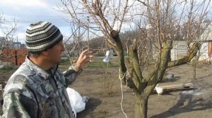 26 - последствия жёсткой обрезки абрикоса