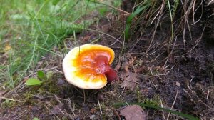 Lakownica żółtawa, lśniąca,Reishi (Ganoderma lucidum) Jaworzno 01.06.2018