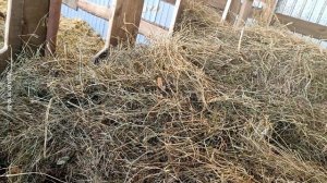 катумские овцы.  герефорды.