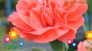 Гвоздика обыкновенная Диана. Краткий обзор, описание характеристик dianthus Diana