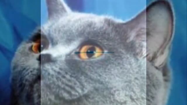 Британская кошка. Что нужно знать. Плюсы и минусы смотреть онлайн