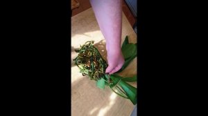 Орхидея Дикий Кот:  тонкости ухода и пересадка орхидеи.