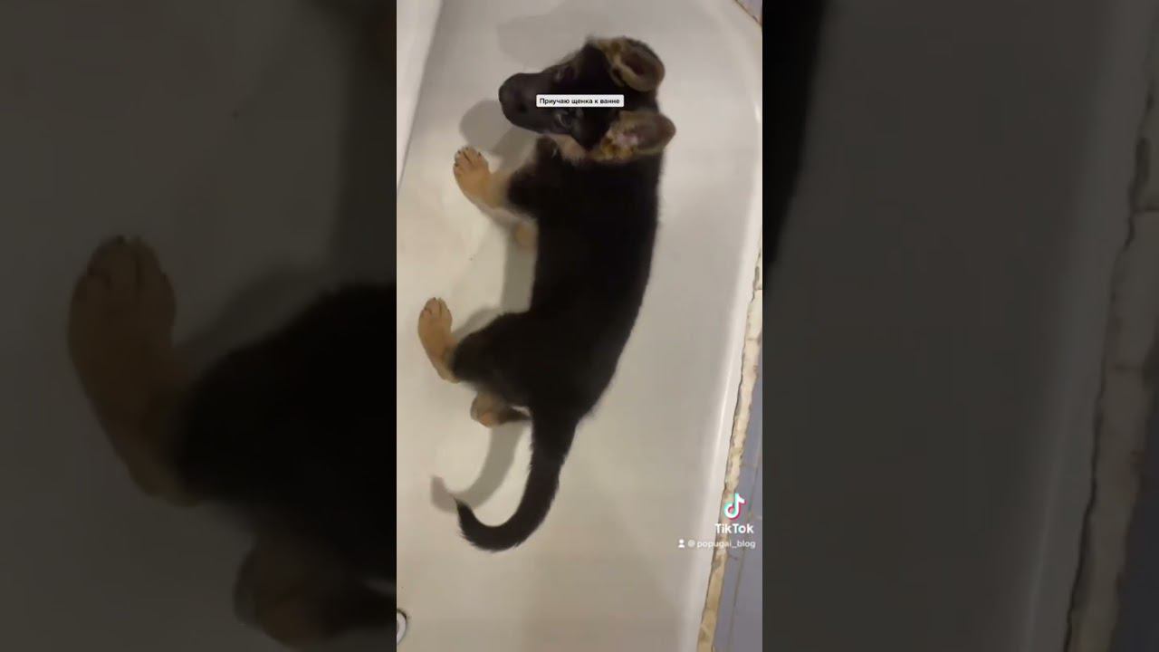 Как научить собаку мыться , прыгать в ванну и не боятся ванны смотреть онлайн