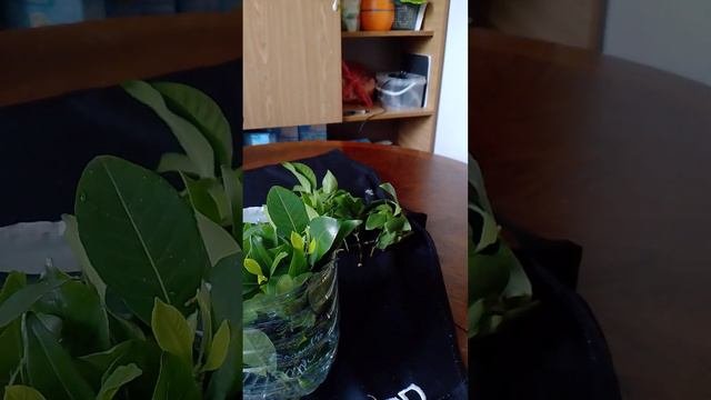 Как укоренить гардению жасминовидную. Укореняем цветы. #гардения #цветы