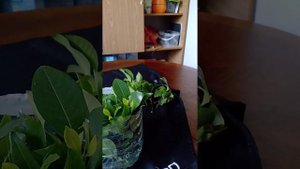 Как укоренить гардению жасминовидную. Укореняем цветы. #гардения #цветы