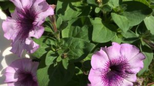 Sugar Daddy Grandiflora Petunia Flowers In Garden #petunia #gardening #worldgardeners