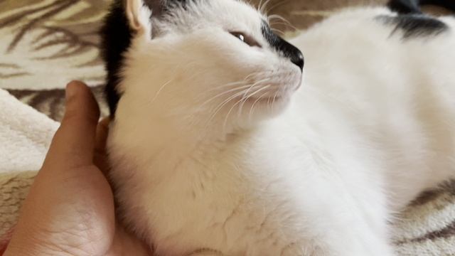 ЛЮБИМКА.