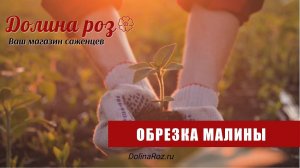 Обрезка малины