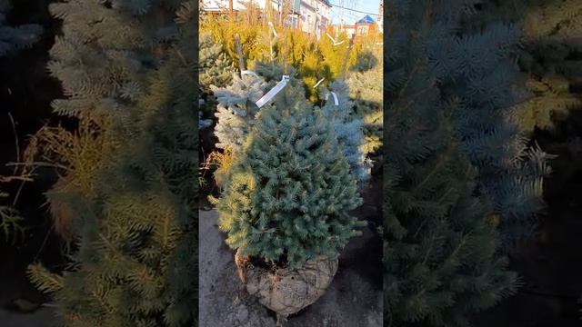 ЕЛЬ ГЛАУКА #растенияворонеж #КУПИТЬЕЛКУ #ельголубаяворонеж #елка