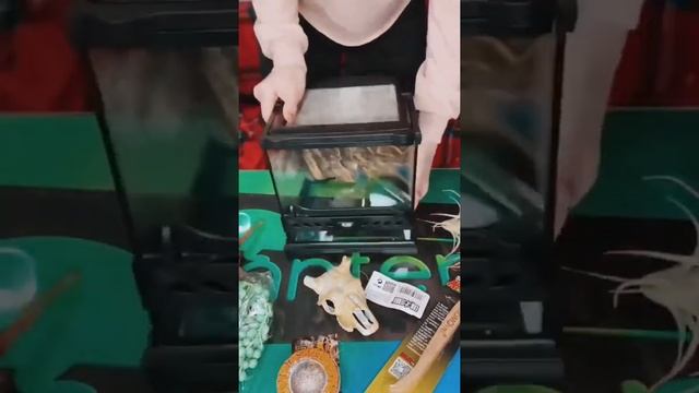 Завели бы такого? #скакучик #паук #паучок #паукскакун смотреть онлайн