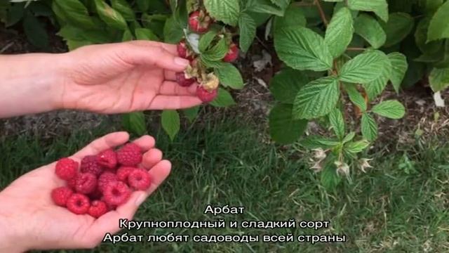 Преимущества и особенности ранних сортов малины смотреть онлайн