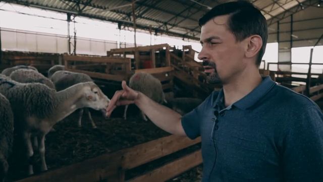 Выкармливание ягнят смотреть онлайн