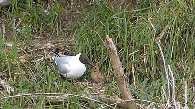 Mewa śmieszka (Larus ridibundus) смотреть онлайн