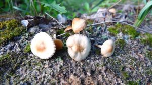 Опёнок луговой (Marasmius oreades) - мелкий, но деликатесный гриб!