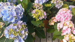 🍀ГОРТЕНЗИЯ " TIVOLI "🌸🌸🌸