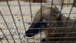 Вологда. Развлекательный центр YES. Зоопарк.