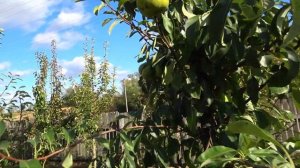 Длительное хранение и отличное качество плодов - груша ЗОЛОТИСТАЯ