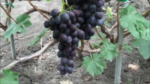 Виноградник Шпака В А 31 августа 2017 Часть 2