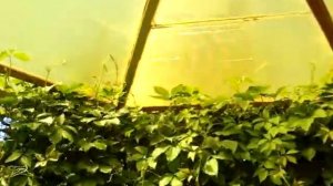 Как недорого и красиво сделать беседку в саду своими руками