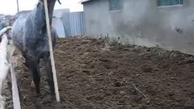 Пекин и грабли смотреть онлайн