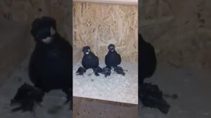 Голуби Дмитрия г.челябинск