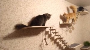 Игровые комплексы для кошек kot-ikar.ru