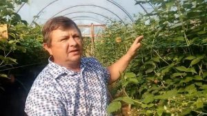 Малина Химбо Топ: после жары на Кубани