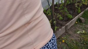 Несмотря ни на что, высаживаю в открытый грунт свою страшную переросшую рассаду томатов.