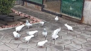 Будапештские высоколетные