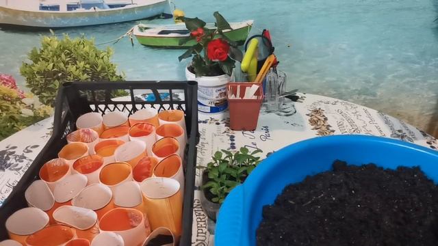 Пикирование астры? смотреть онлайн