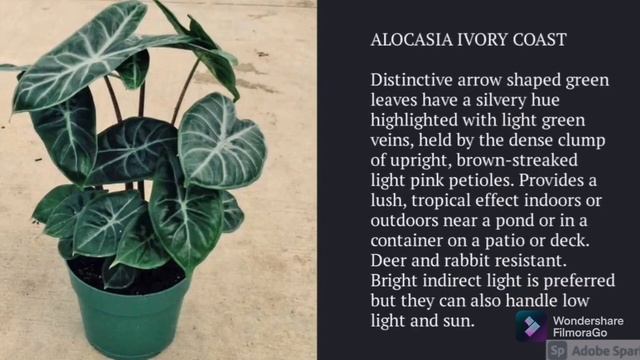 Alocasia Different Varieties #alocasia #garden #houseplants смотреть онлайн
