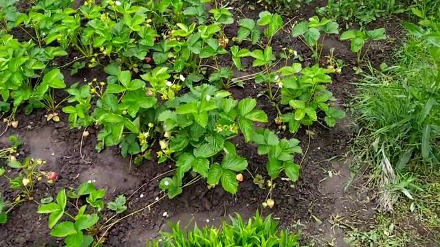 Сорт Вайбрант , созревание клубники первого года посадки смотреть онлайн