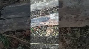 посадка редиса под зиму.