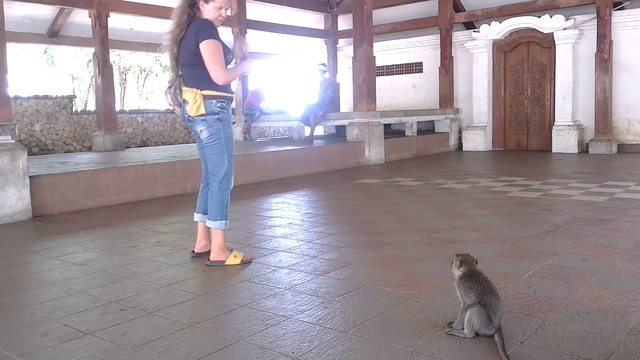 маленькие обезьянки 