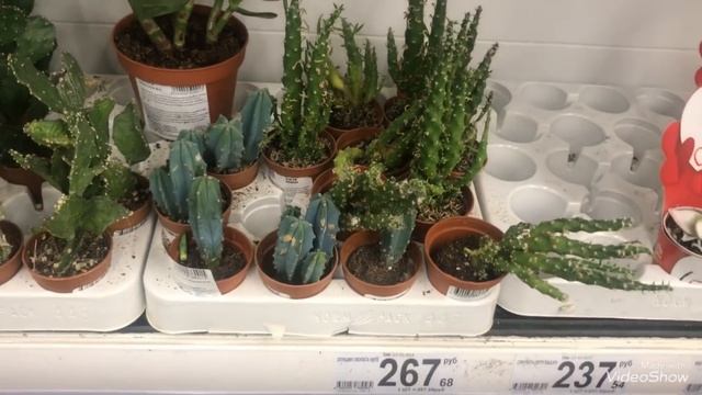 Ашан; Орхидеи, цветы и сопутствующие товары. смотреть онлайн