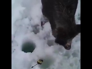 Охота на кабана