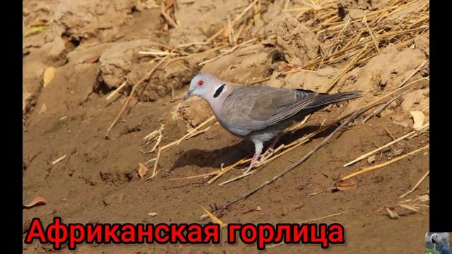 Горлицы, или горлинки ( лат. Streptopelia).
