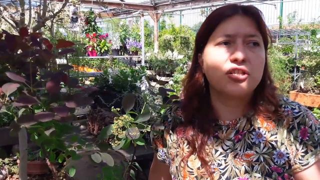 Come si coltiva il cotinus o albero della nebbia?