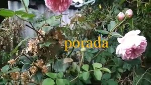 мои отзывы о розе Абрахам Дерби  (abraham darby)