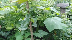 Куннингамия