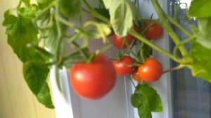 Мой урожай помидор на балконе. Сорт помидор - Балконное чудо. Tomatoes on the balcony.